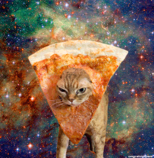 Cat with pizza slice stuck on face